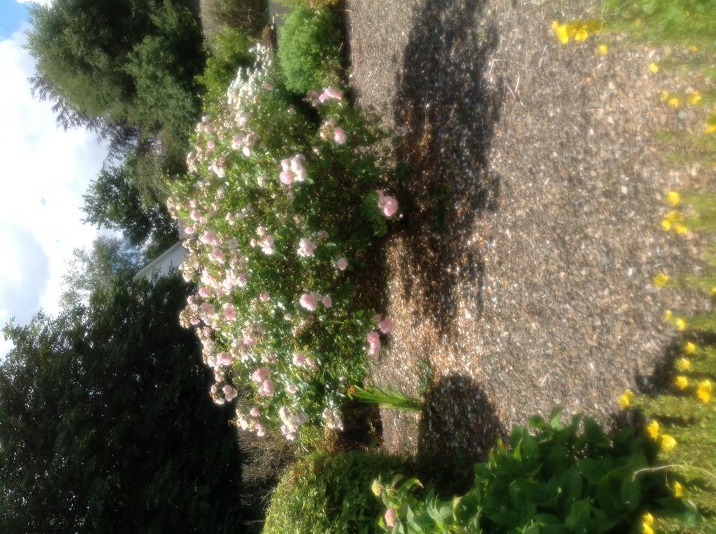 Innisfree B&B Bunratty Exterior photo